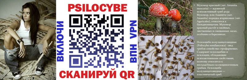купить наркотик  Карасук  Галлюциногенные грибы MAGIC MUSHROOMS 